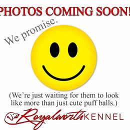 Holden - Cream male Dachshund puppy in Inverness, Florida from Royalworth Kennel