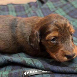 Roman - Red male Dachshund puppy in Tampa, Florida from EntityDachs
