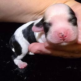 Sergeant - Sable and white male Cocker Spaniel puppy in Florence, South Carolina from Reddick's American Cocker Spaniels