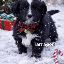 Tarragon - Black tri male Miniature American Shepherd puppy in Riverton, Utah from Iron Spirit Homestead & Aussies