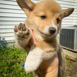 Pembroke Welsh Corgi Puppies from Annwyl McCorgis