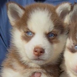 Vixen - Red and white female Pomsky puppy in Spring Hill, Florida from PDQ Pomskies