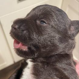 Bruno - Liver male Miniature Schnauzer puppy in Interlachen, Florida from Pam's Schnauzers