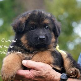 Yellow collar Dolly and Conrad litter - Black and red male German Shepherd puppy in Chrisney, Indiana from Indiana German Shepherds