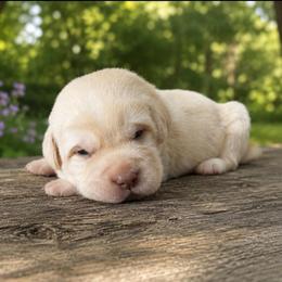 Red Collar - Yellow male Labrador Retriever puppy in Archer Lodge, North Carolina from Archer Lodge Labradors