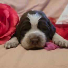 Snowball - Tri-Roan male English Springer Spaniel puppy in Cookeville, Tennessee from Krossroads Kennel