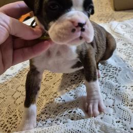 Abby - Brindle female Boxer puppy in Pine River, Wisconsin from Jenks Boxers
