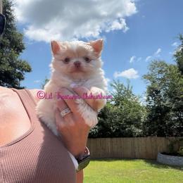 Helena - Cream and white female Chihuahua puppy in Anderson, South Carolina from Lil Treasures Chihuahuas