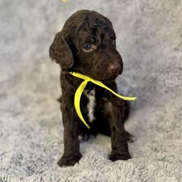 Sugarbee - Brown male Poodle puppy in Julian, California from Above the Pines Poodles