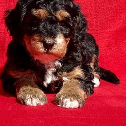 Bernedoodle Puppies from Colorful-K9'S