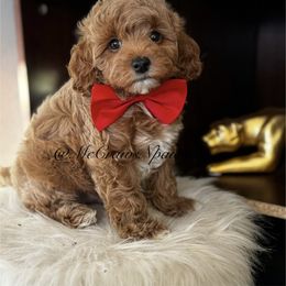 Cavapoo, Maltipoo, and Poodle Puppies from McCraws N Paws