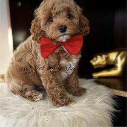 Cavapoo, Maltipoo, and Poodle Puppies from McCraws N Paws