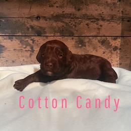 Cotton Candy - Brown and tan female Cockapoo puppy in Ellenburg Center, New York from Kristin's Puppies