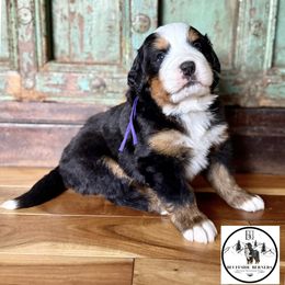 Miss Willow - Black rust and white female Bernese Mountain Dog puppy in Altura, Minnesota from Bluffside Berners