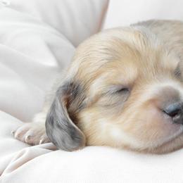 Dachshund Puppies from Dreamheart Dachshunds
