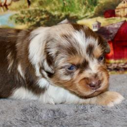Red Merle 1 - Red merle female Miniature Australian Shepherd puppy in Ronan, Montana from Dirt Road Aussie’s of Montana