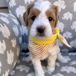 Yellow Girl - Parti female Goldendoodle puppy in Greeley, Colorado from Millie Billie Doodles