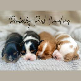 Cavalier King Charles Spaniels from Pemberley Park
