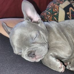 French Bulldog Puppies from Red Barn Farm of the Ozarks