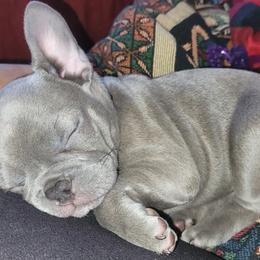 French Bulldog Puppies from Red Barn Farm of the Ozarks