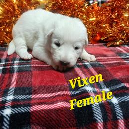 Vixen (Yellow) - White female German Shepherd puppy in Bedias, Texas from TiPi S Ranch's German Shepherds