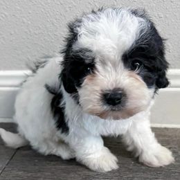 Maltipoos from Blakely’s maltipoo pups