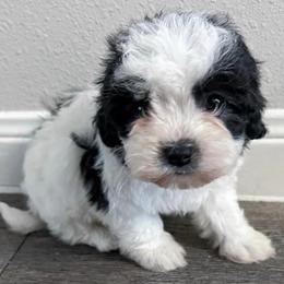Maltipoos from Blakely’s maltipoo pups
