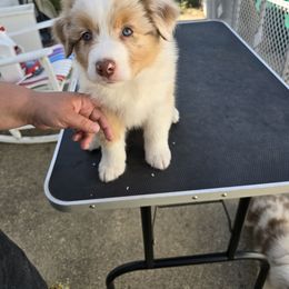 Australian Shepherd Puppies from Starlit Grove Australian Shepherds