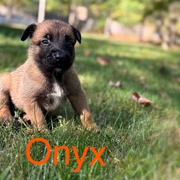 Onyx - Fawn male Belgian Malinois puppy in Linwood, Michigan from Gillis Malinois LLC