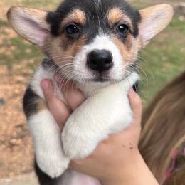 Gemma - Black and tan female Pembroke Welsh Corgi puppy in Rolla, Missouri from 4A Corgis