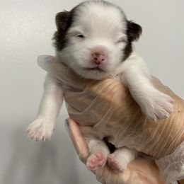 Pomeranian Puppies from Patty’s Poms