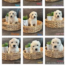 Goldendoodle Puppies from Pacific Goldendoodle, LLC