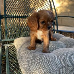 Mr Green - Ruby male Cavalier King Charles Spaniel puppy in Phoenix, Arizona from Larisa's Cavaliers