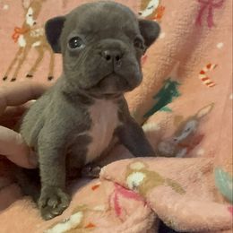 Boy 1 - Blue male French Bulldog puppy in Gerber, California from In The Zone Dog Training and Breeding