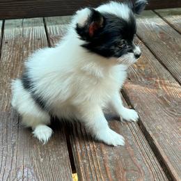 Beth - White black and tan female Papillon puppy in Benton, Arkansas from Mama's Pride