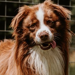 Curley - Australian Shepherd