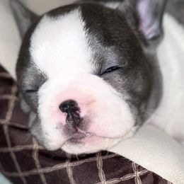 French Bulldogs from Steel City Frenchies