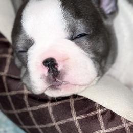 French Bulldogs from Steel City Frenchies