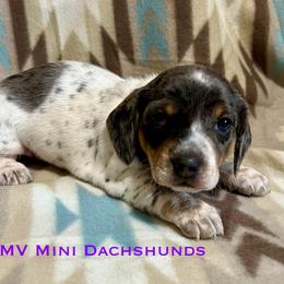 Flicka - Dapple female Dachshund puppy in Carlsbad, Texas from MV Mini Dachshunds
