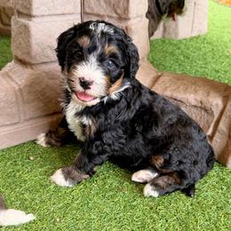 Petal - Tri-color female Bernedoodle puppy in Royse City, Texas from Platinum Bernedoodles of Texas