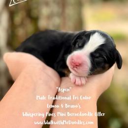Aspen - Tri-color male Bernedoodle puppy in Orange, Texas from Walk with Me Doodles