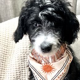 Girl 2 - Black and white Bernedoodle puppy in Bend, Oregon from Bella Ridge Farms & Dapper Doodles