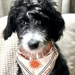 Girl 2 - Black and white Bernedoodle puppy in Bend, Oregon from Bella Ridge Farms & Dapper Doodles