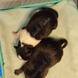 Pomeranian Puppies from PepperJack Poms