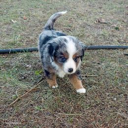 Australian Mountain Doodle, Bernedoodle, Companion Cross, and Shihpoo Puppies from Perfect Companion Puppies
