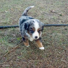 Australian Mountain Doodle, Bernedoodle, Companion Cross, and Shihpoo Puppies from Perfect Companion Puppies