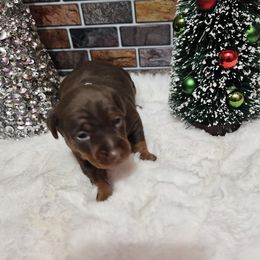 Abby - Chocolate and rust female Miniature Pinscher puppy in Baton Rouge, Louisiana from Pike's Pups