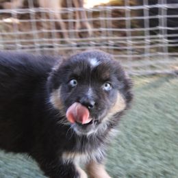 Leroy - Black tri-color male Australian Shepherd puppy in Sonoita, Arizona from Gardner Canyon Kennels
