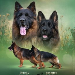 Male 1 - Black and red male German Shepherd puppy in Winchester, Kentucky from Drache Feld