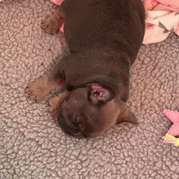 French Bulldog Puppies from Sandy Paws Frenchies LLC